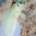 jawfish_yellowhead_dd_fc_v_0218_tci1417.jpg